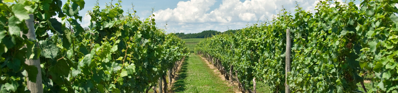 picture of a vineyard with grape vines