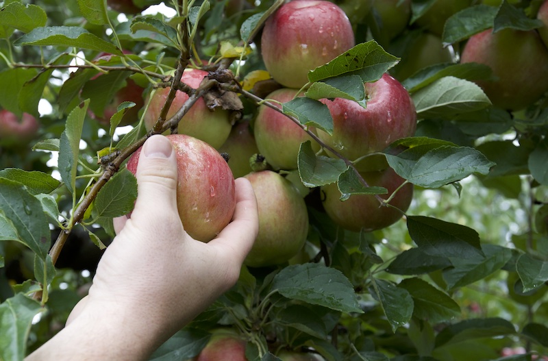 a person picking an apple from a tree