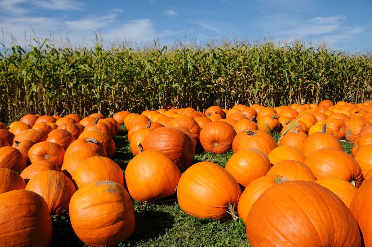 a field of pumpkins